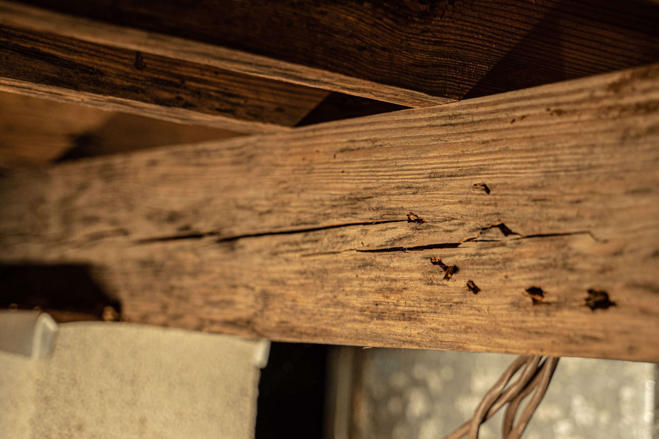 wood rot