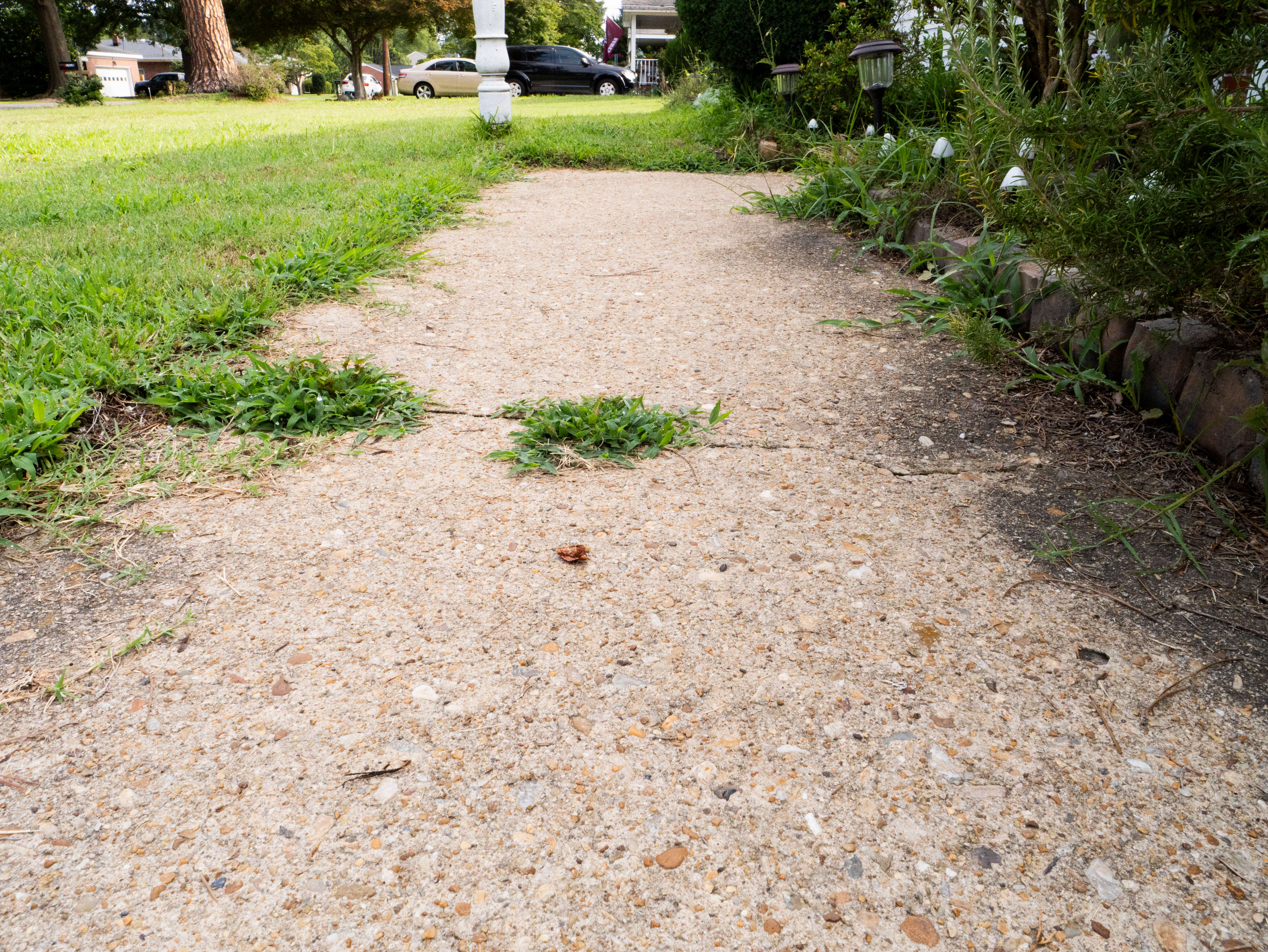 Grass growing out of sidewalk cracks