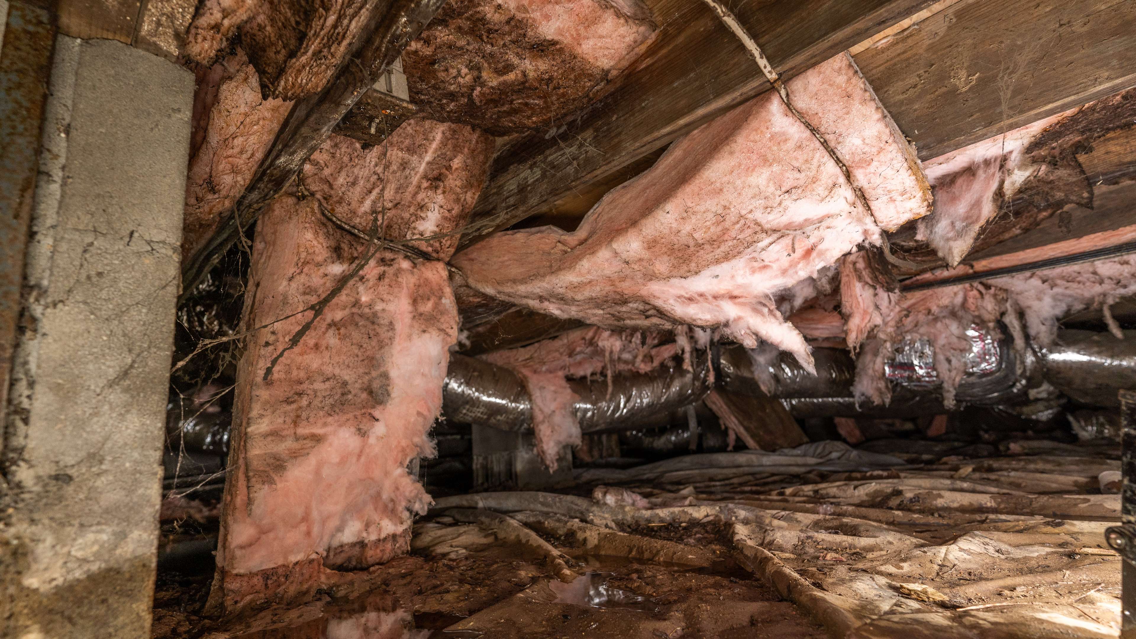 wet and moldy insulation falling from a crawl space ceiling