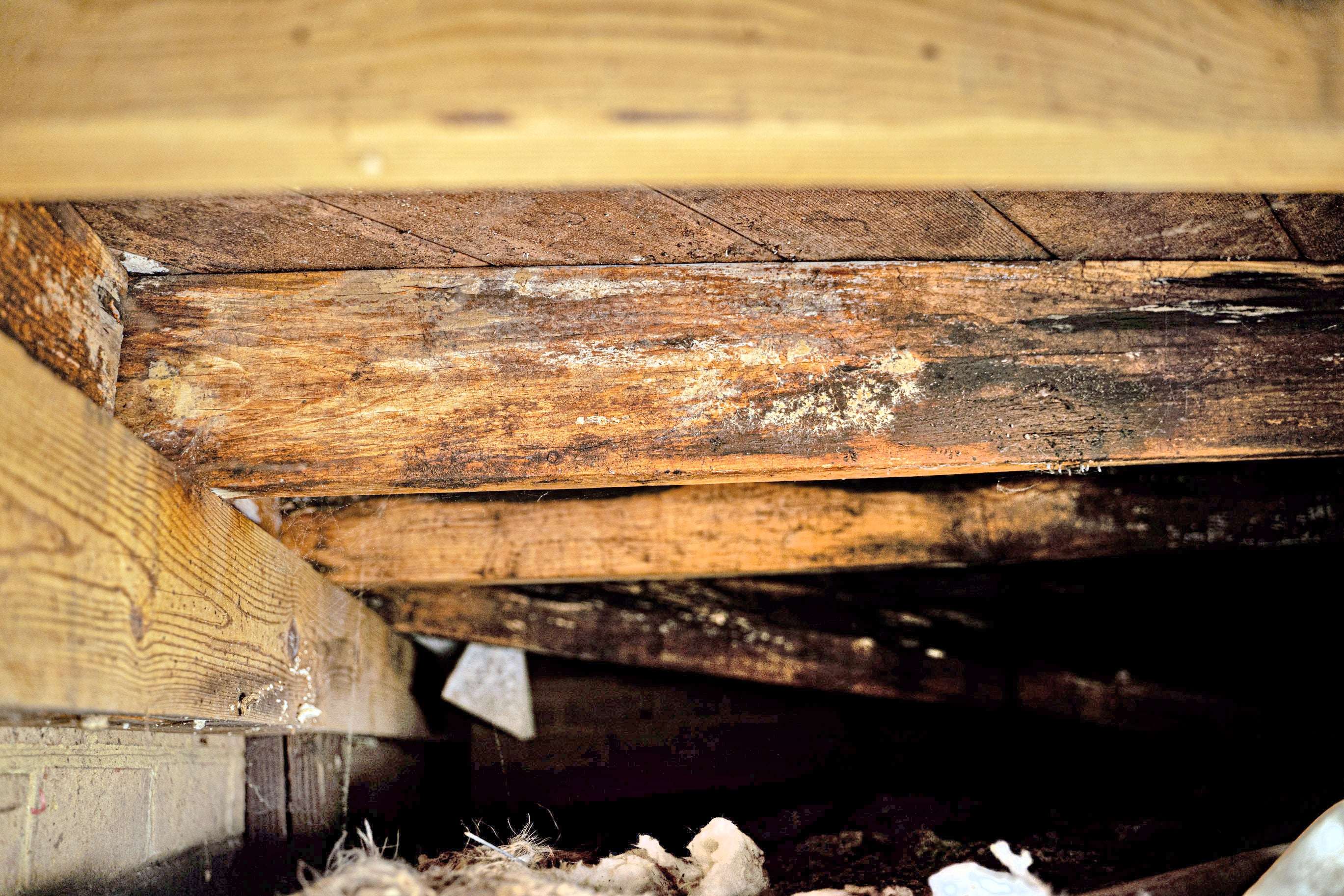 wet, rotting wooden support beams in a crawl space