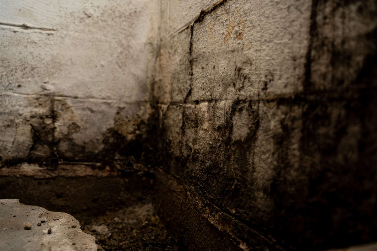 black mold on concrete wall