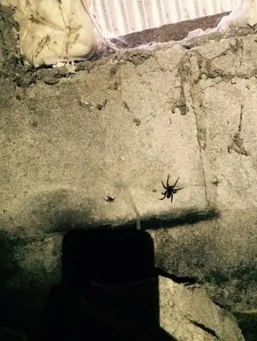 pests in Michigan basement