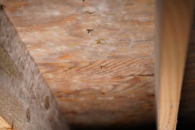 Close-up of white mold patches on a wooden floor joist.