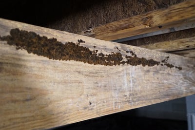mold growing on wooden crawl space joist