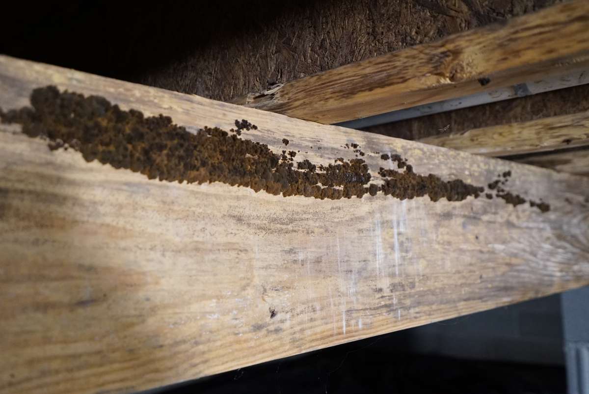 mold on a wooden crawl space beam