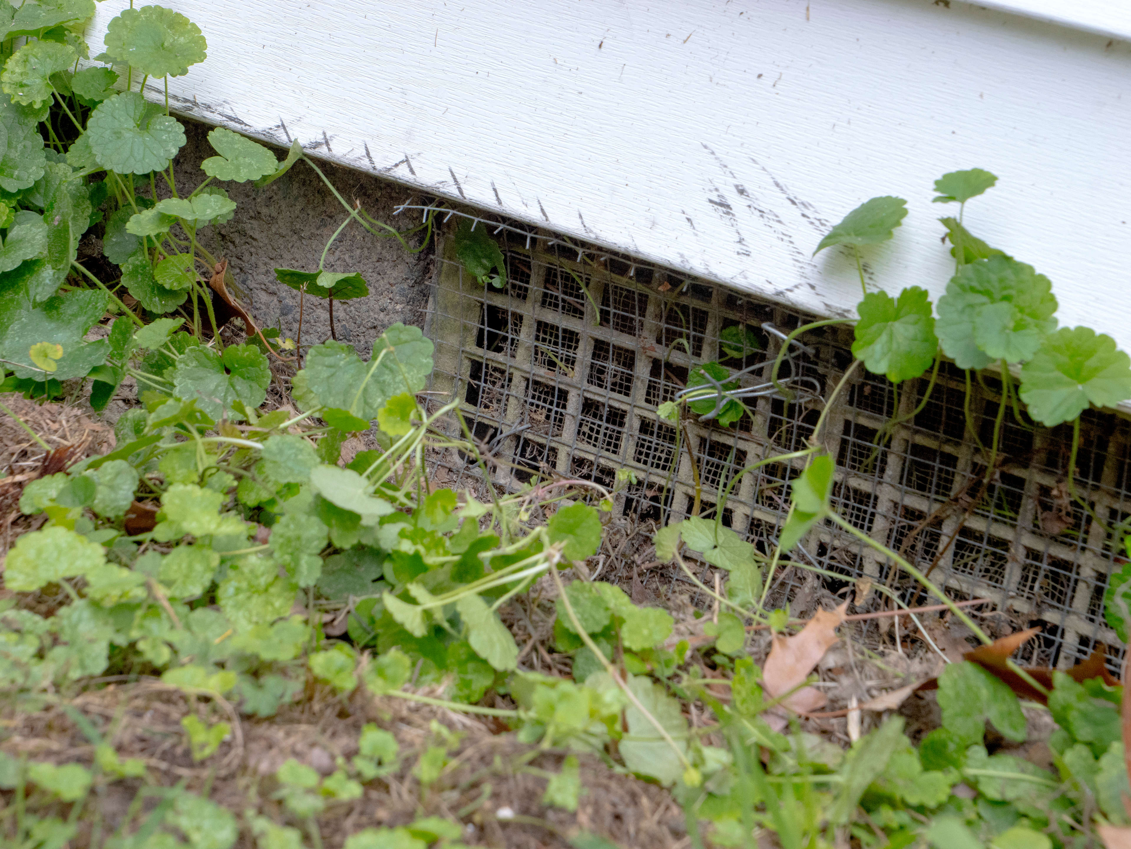 Aged and open crawl space vent