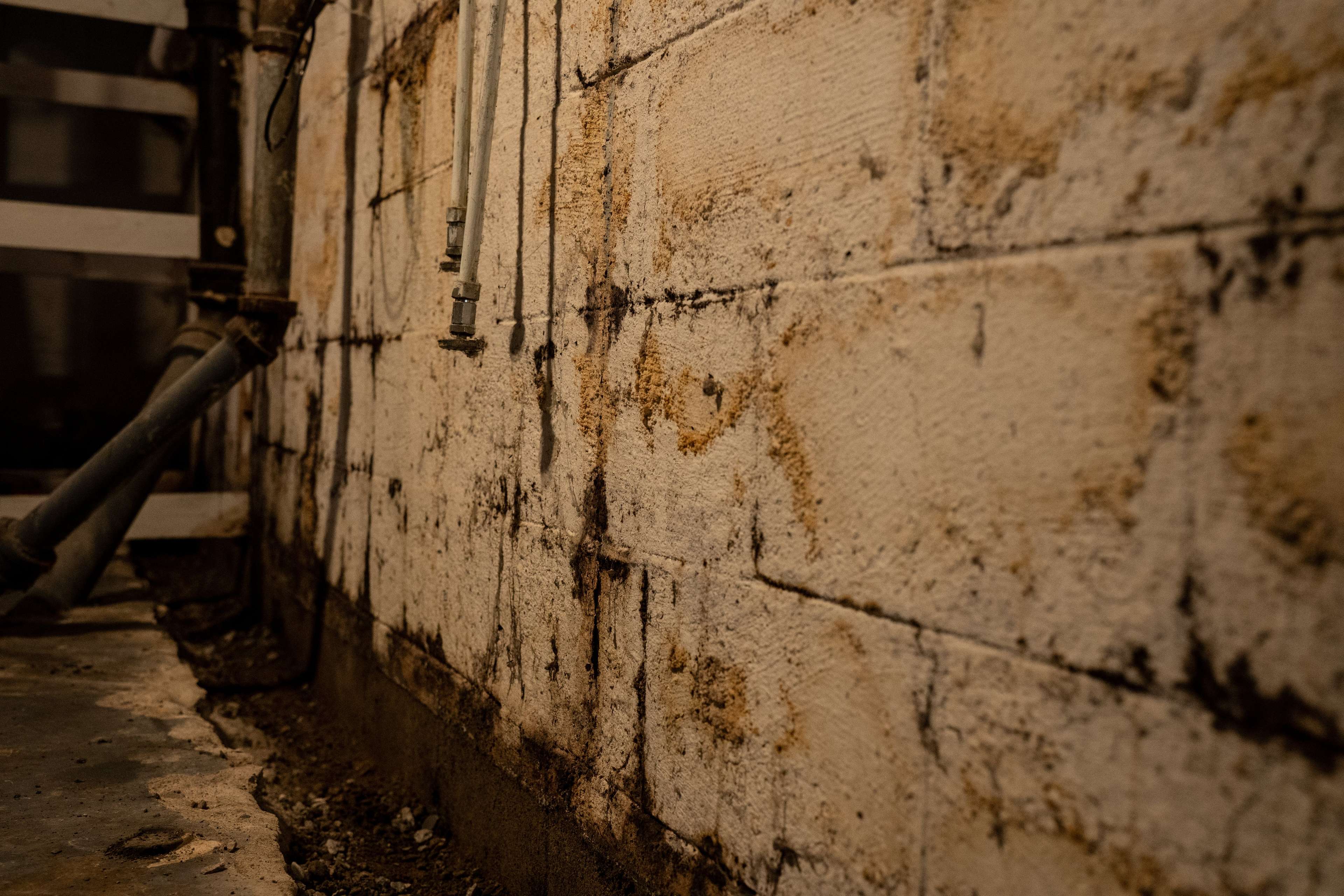 mold and water stains on a basement wall