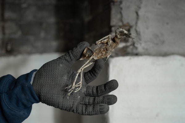gloved hand holding mummified bird in basement