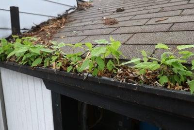 gutters clogged