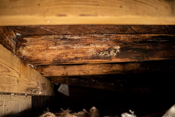 mold and wood rot on crawl space beam