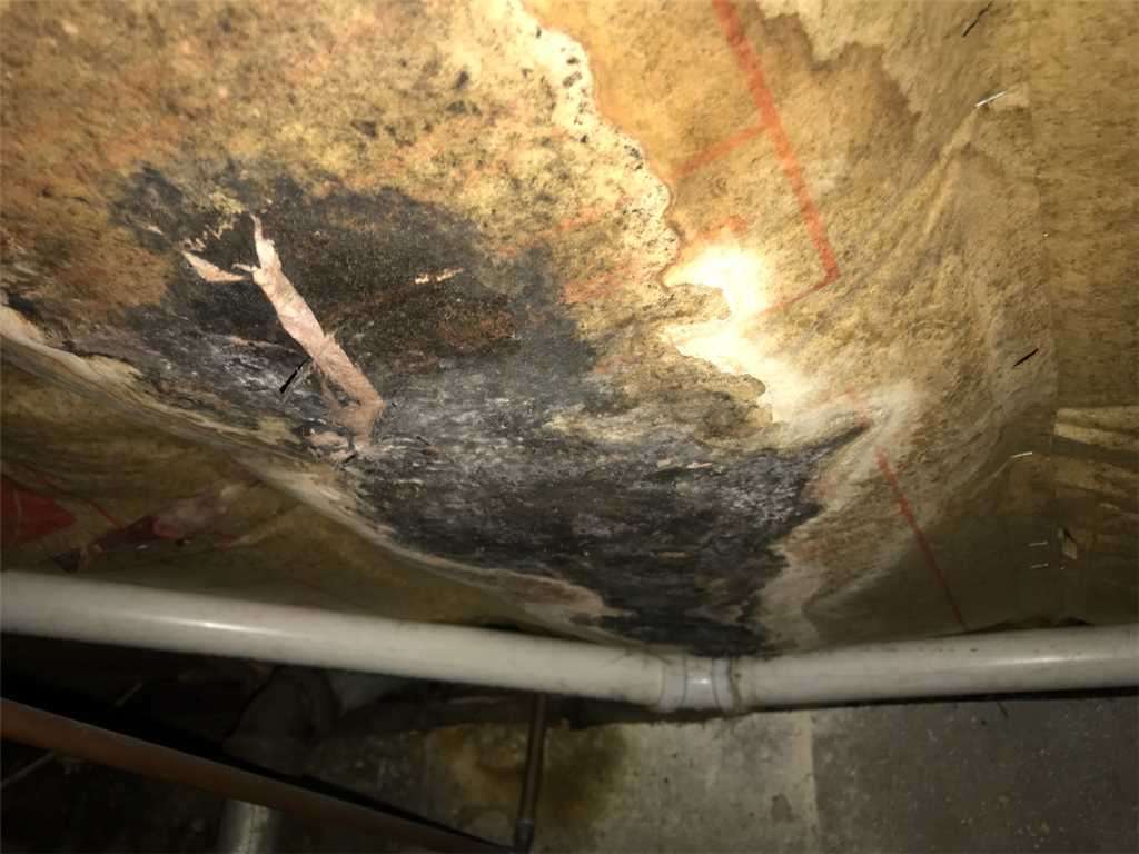 the wet and moldy underside of crawl space insulation