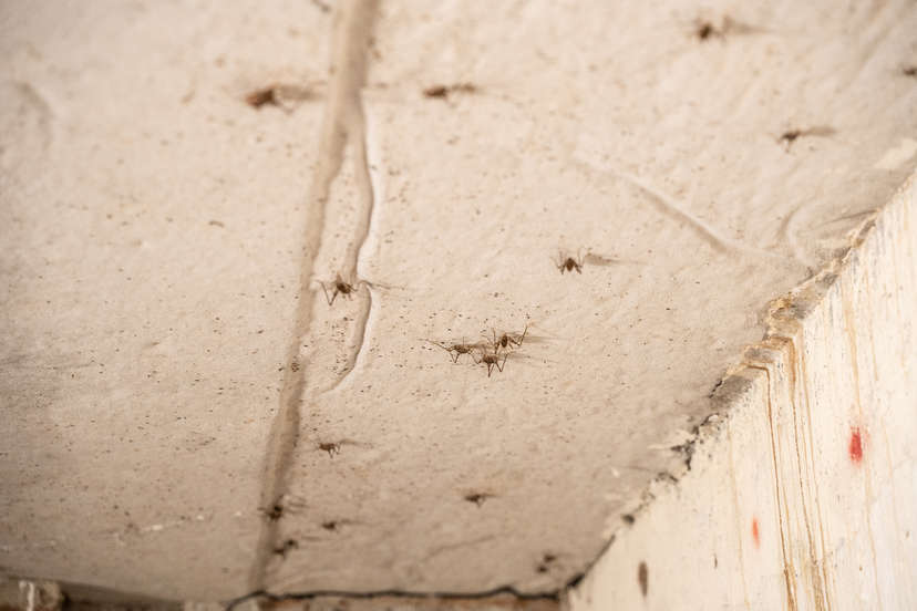 spiders on wall