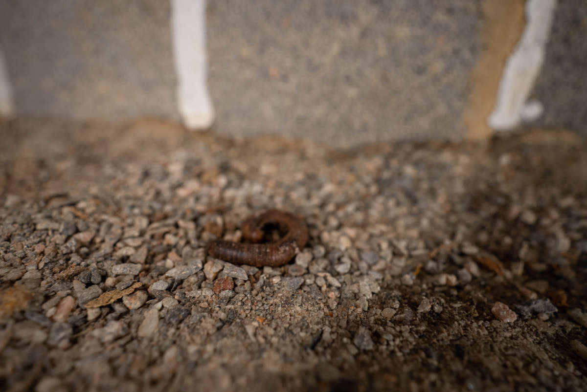 bugs in a crawl space