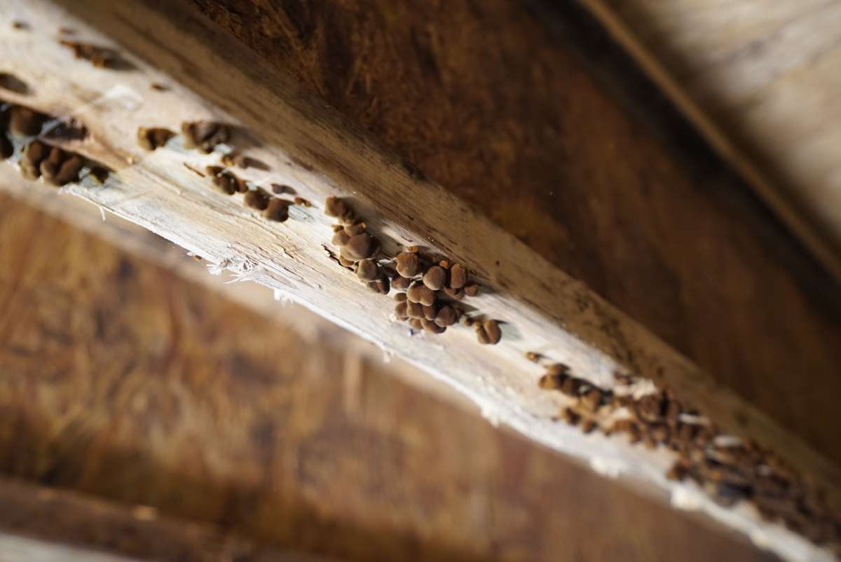 mold on crawl space beam signals need for crawl space encapsulation