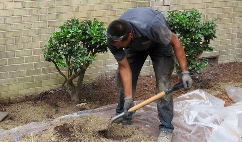 Crew digging around trees near the foundation.