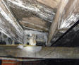 White mold on wood joist in crawlspace.