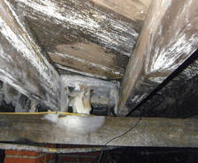 White mold on wood joist in crawlspace.
