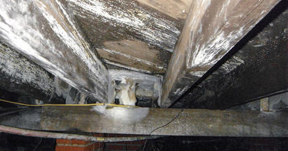 White mold on wood joist in crawlspace.