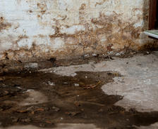 Damp, moldy corner of a basement with water stains on the concrete floor.