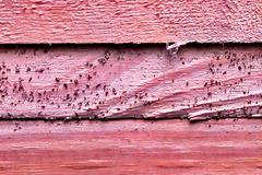 Close-up of red painted wood with numerous small black ants crawling on the surface.
