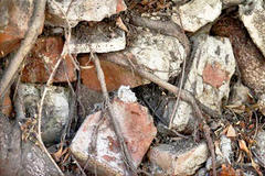 Exposed tree roots tangled in brick foundation.