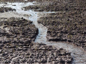 soil