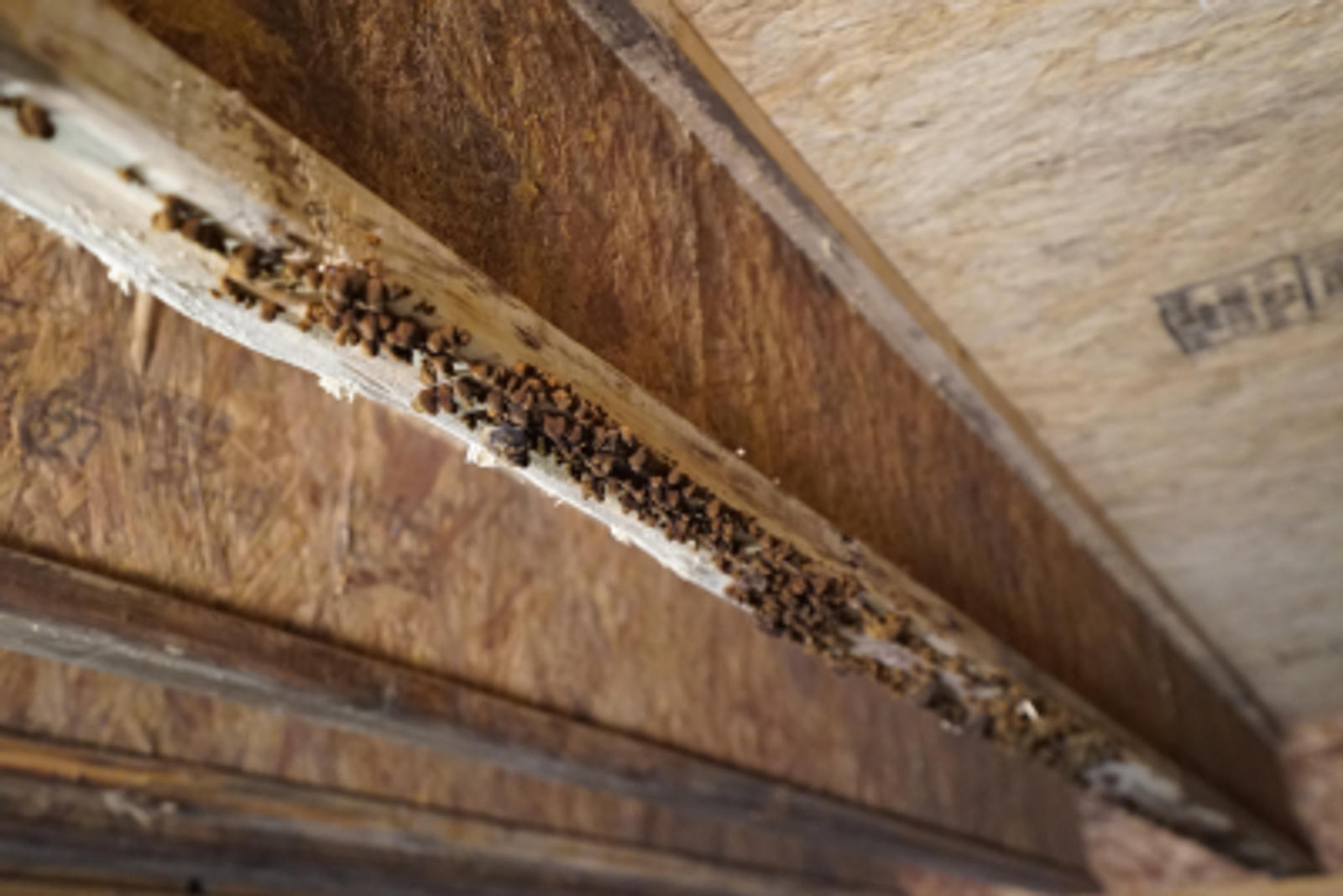 Mold on a wood joist in the crawlspace.