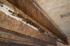Mold on a wood joist in the crawlspace.