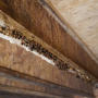 Mold on a wood joist in the crawlspace.