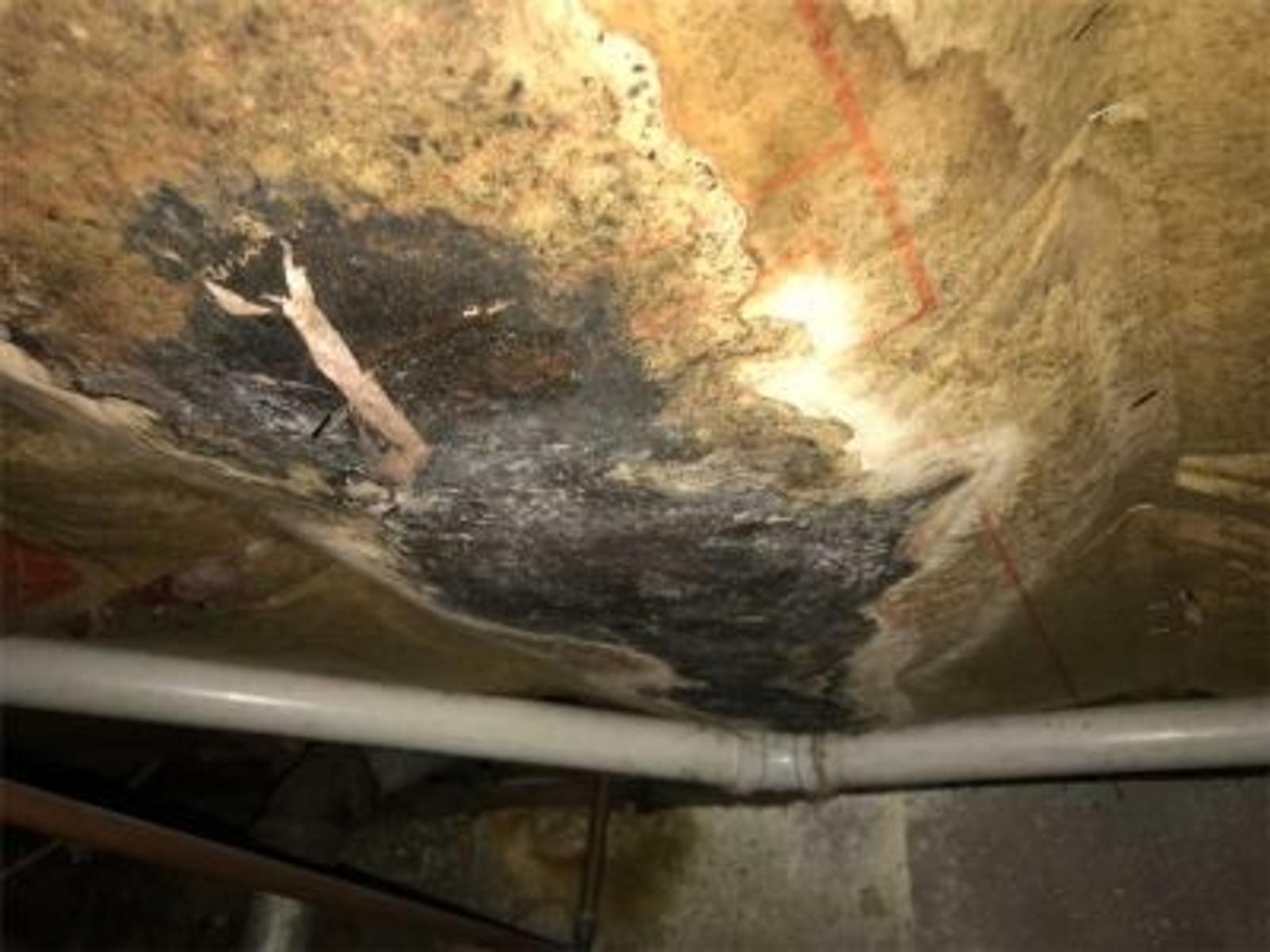 mold on crawl space insulation