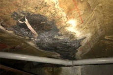 mold on crawl space insulation