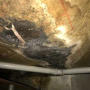 mold on crawl space insulation