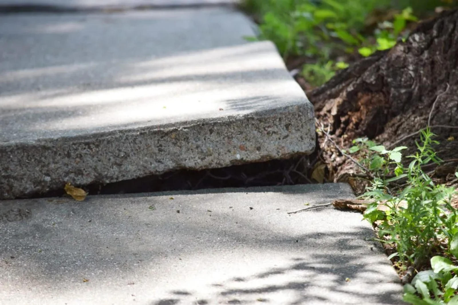 Tree roots lifting concrete