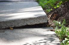 Tree roots lifting concrete