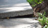Tree roots lifting concrete