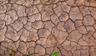 Cracked shrinking soil with foliage