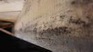 mold in crawl space
