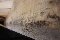 mold in crawl space