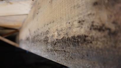 mold in crawl space