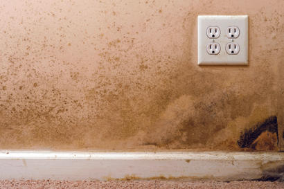 Mold growing on a wall beneath a power outlet and above a dirty baseboard and carpet.