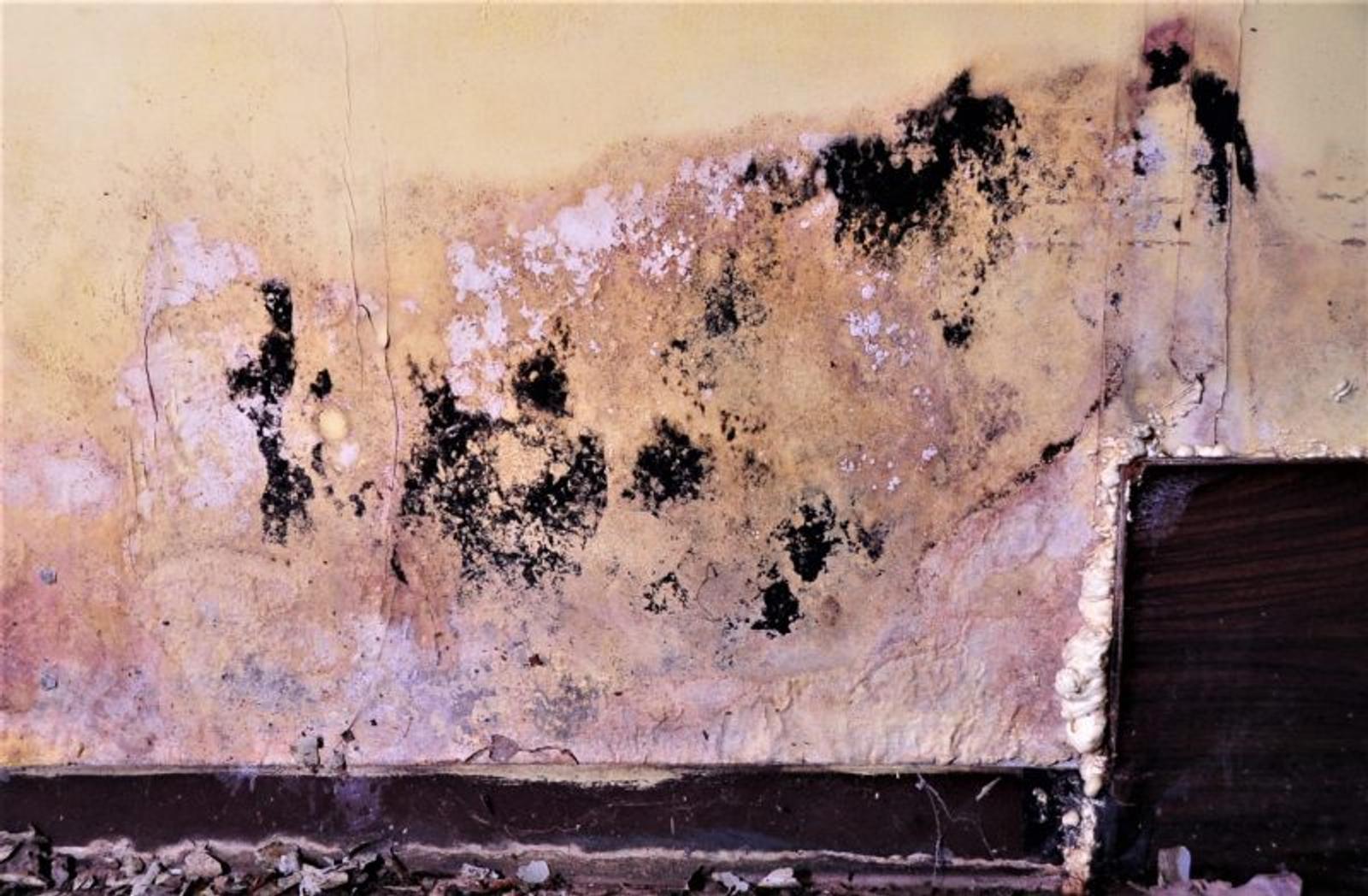 Yellow wall with large black mold patches and peeling paint near the floor and a partially exposed corner.