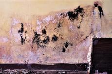 Yellow wall with large black mold patches and peeling paint near the floor and a partially exposed corner.