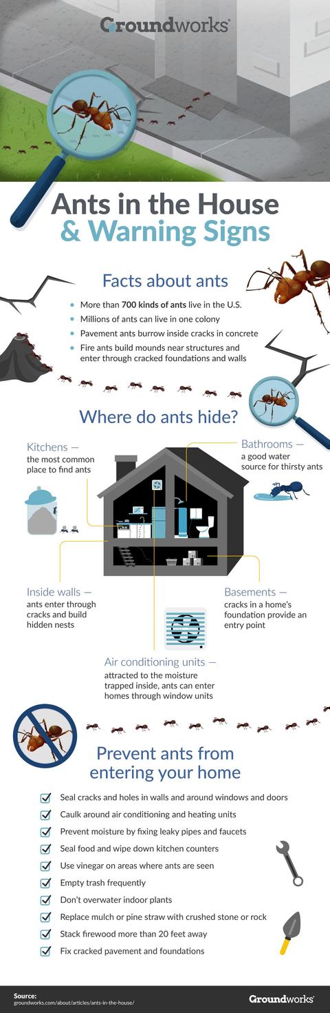 Ants in the House Warning Signs infographic.