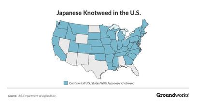 Japanese Knotweed in US map