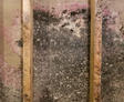 Extreme mold on basement wall with wooden studs