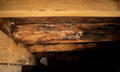 Moldy, rotten wood