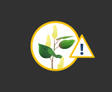 Japanese Knotweed header