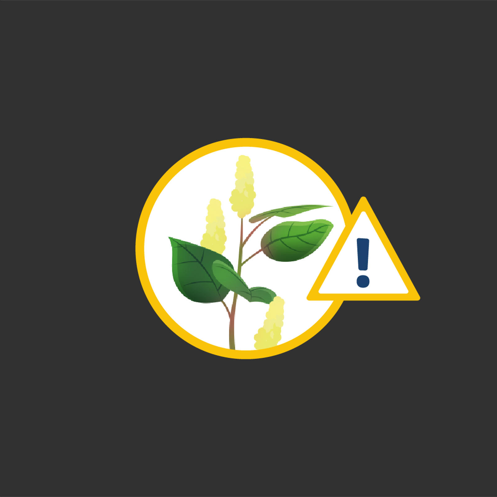 Japanese Knotweed header