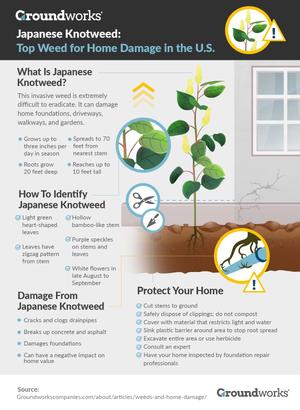 Japanese Knotweed full infographic