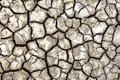 Dry soil and weeds.